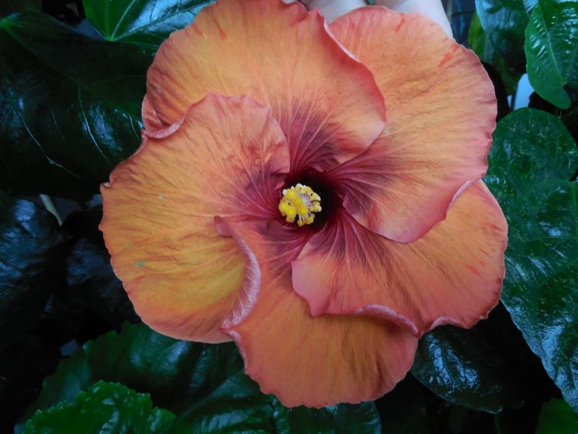  - Tahitian Dark Congo