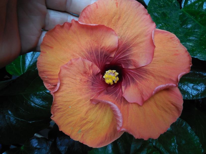  - Tahitian Dark Congo