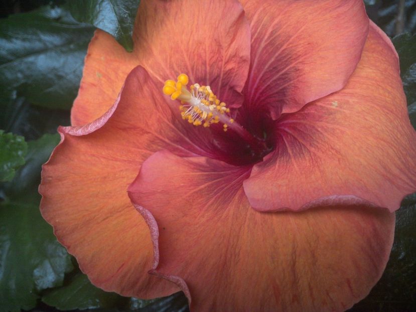 WIN_20170914_080004 - Tahitian Dark Congo