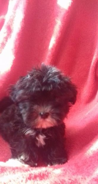 Bichon Havanese - Bichon Havanese