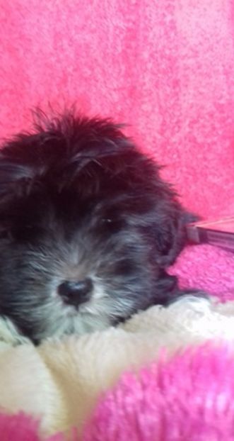 Bichon Havanese - Bichon Havanese