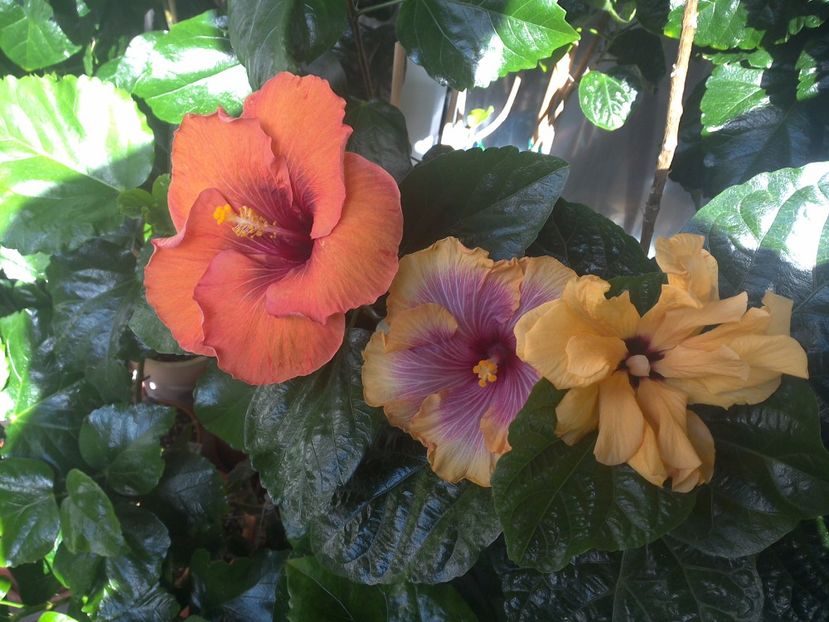WIN_20170914_102234 - 03Hibiscus