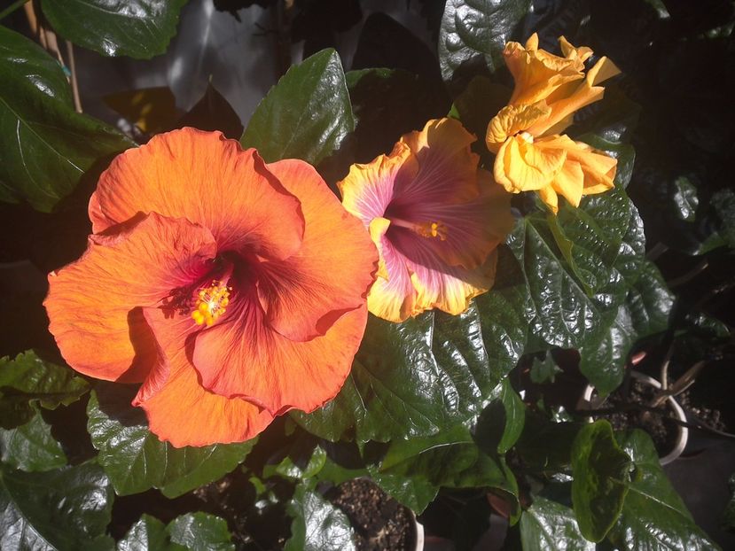 WIN_20170914_102258 - 03Hibiscus