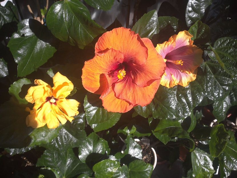 WIN_20170914_102358 - 03Hibiscus