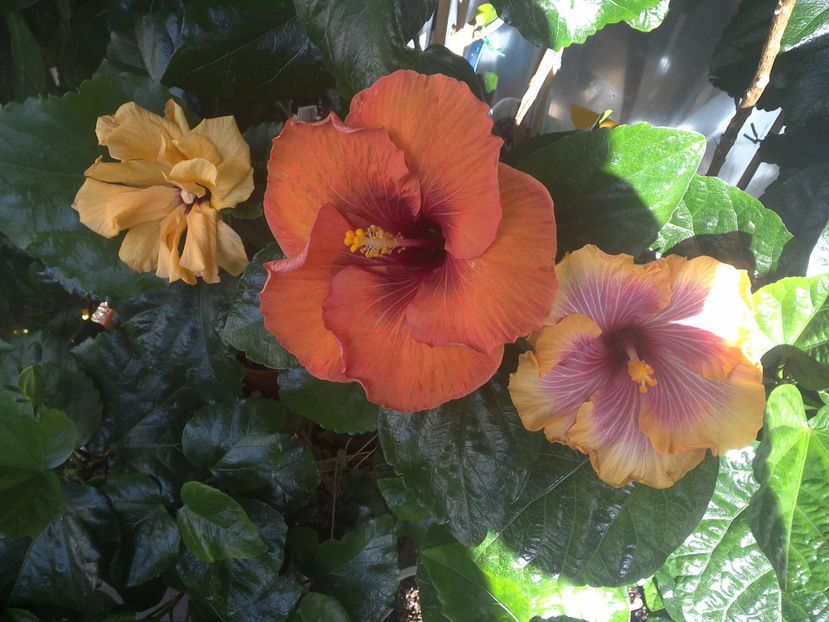 WIN_20170914_102409 - 03Hibiscus