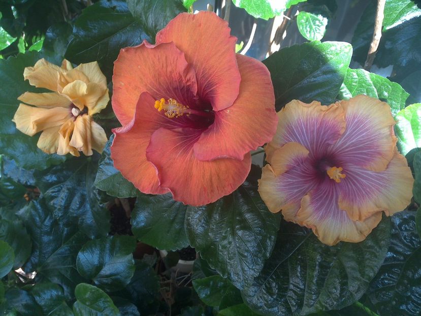 WIN_20170914_102435 - 03Hibiscus