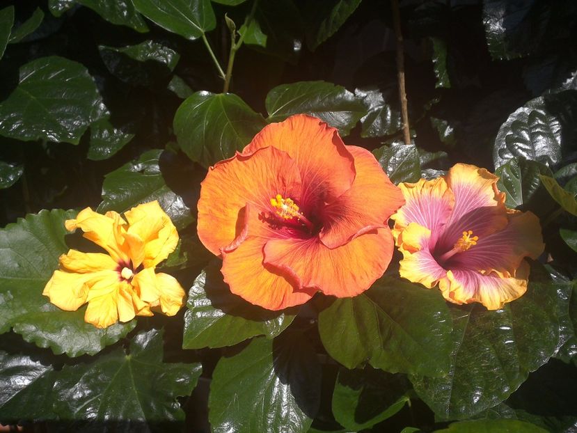 WIN_20170914_102717 - 03Hibiscus