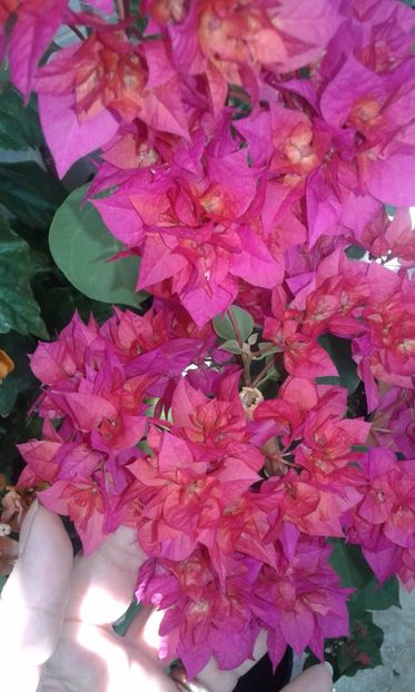  - BOUGAINVILLEA