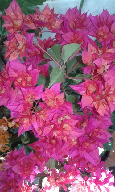  - BOUGAINVILLEA