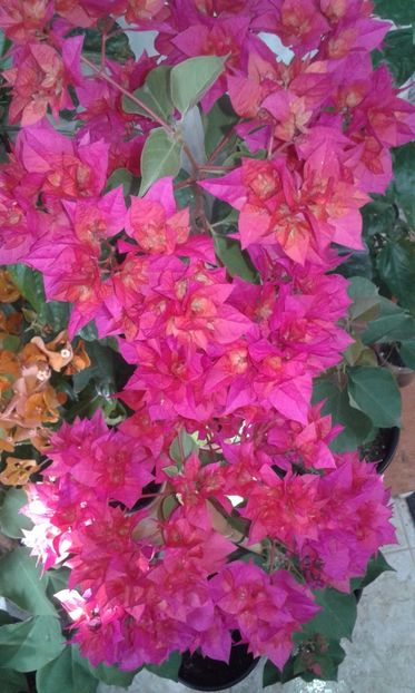  - BOUGAINVILLEA