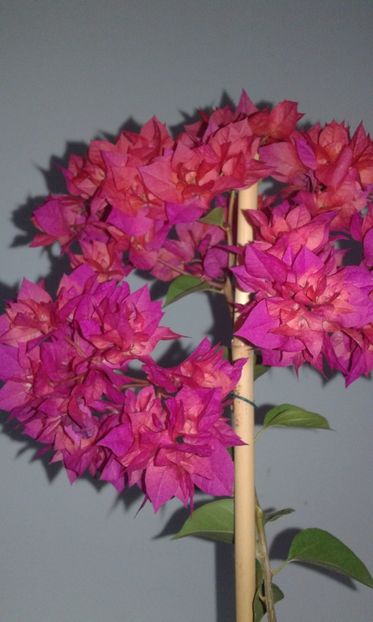  - BOUGAINVILLEA