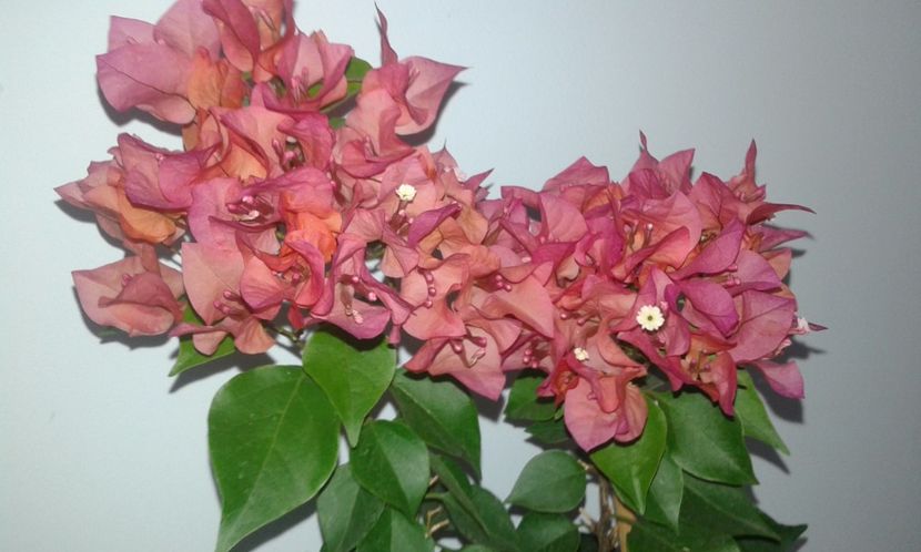  - BOUGAINVILLEA