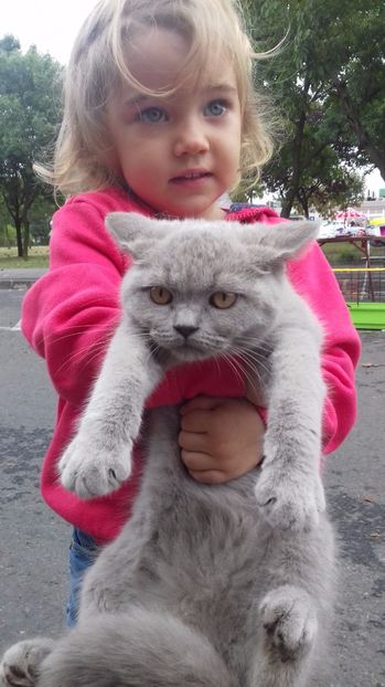 British Shorthair - animalele si copii mei