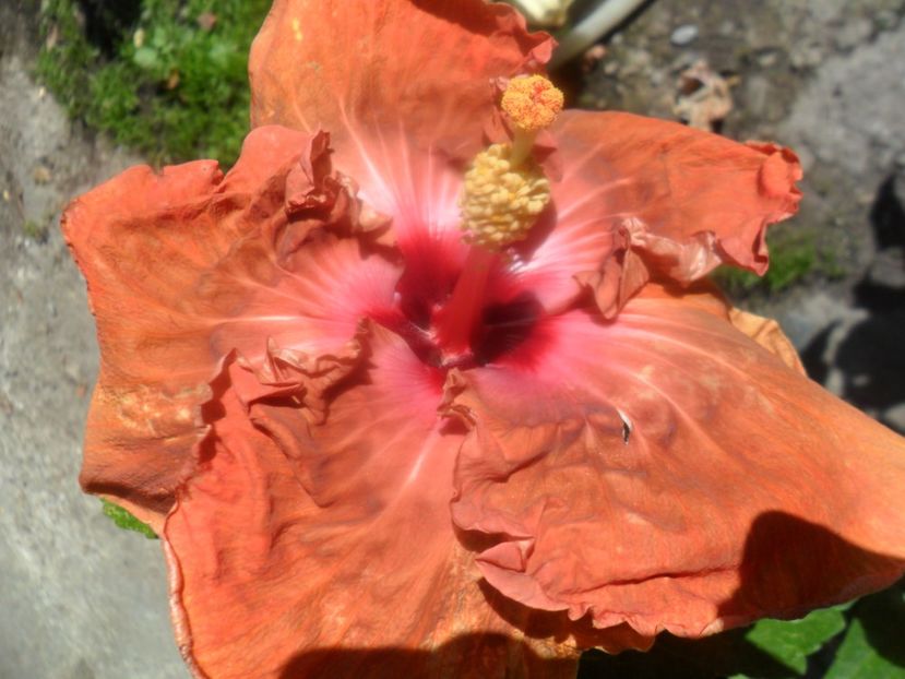 flyng skirt - hibiscusi 2017 7