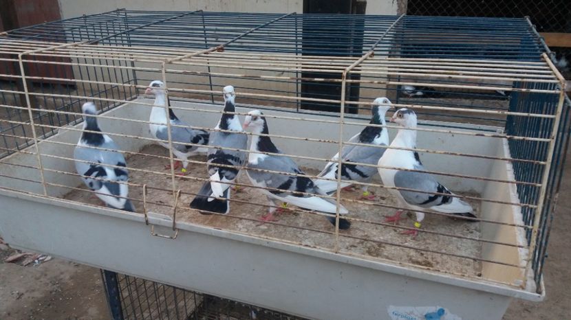  - JUCATORI CARE FAC SPECTACOL