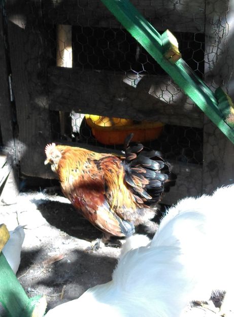  - De vânzare cocoș pitic bărbos