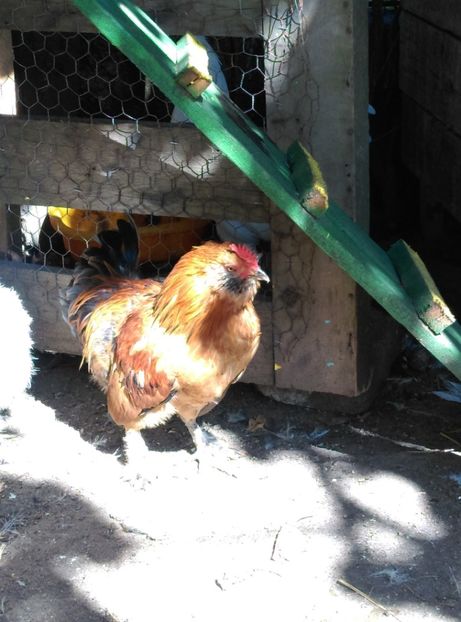  - De vânzare cocoș pitic bărbos