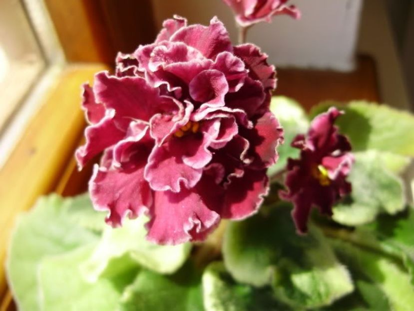 Sparkleberry. - 000 violetele africane de colectie