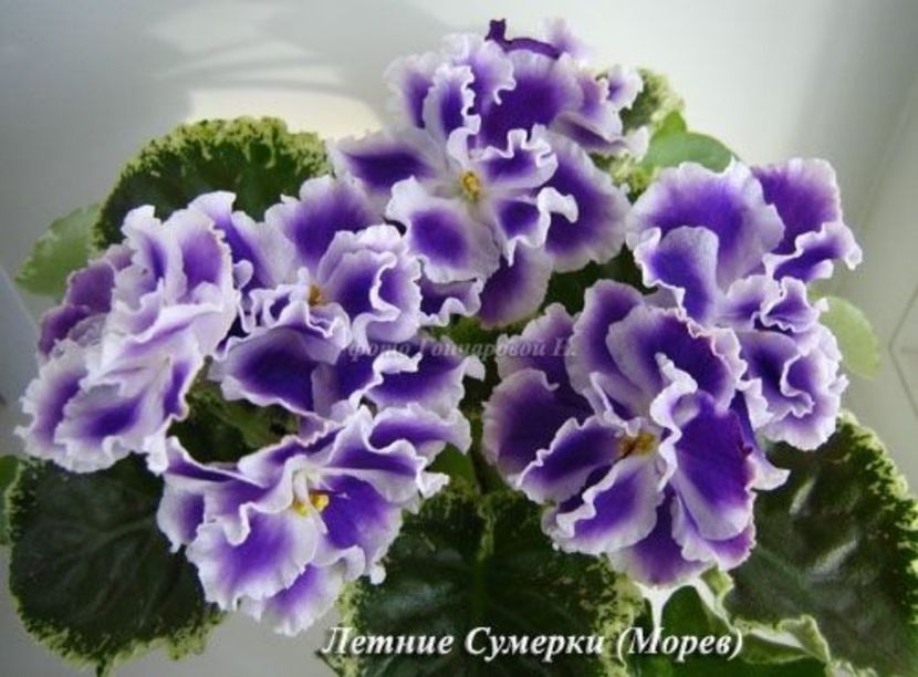 Letnie-Sumerki - 000 violetele africane de colectie