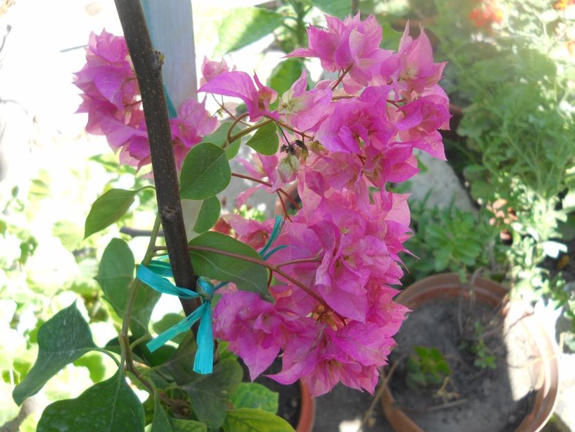  - A64 Bougainvillea