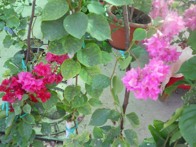  - A64 Bougainvillea