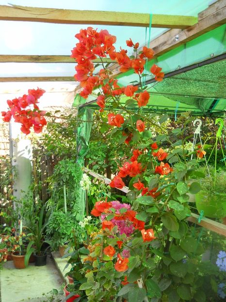  - A64 Bougainvillea
