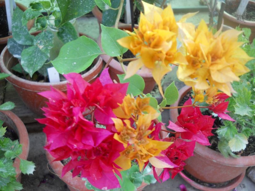 Pe aceeasi creanga doua culori - A64 Bougainvillea