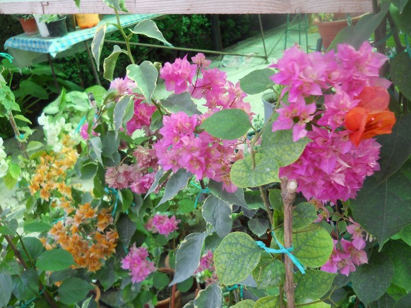  - A64 Bougainvillea
