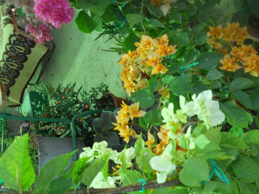  - A64 Bougainvillea