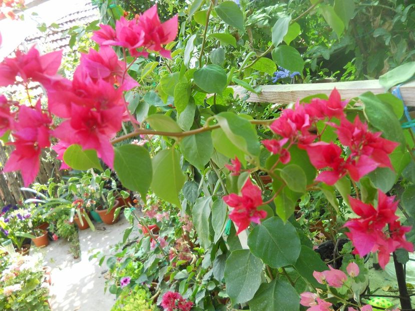  - A64 Bougainvillea