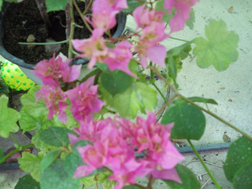  - A64 Bougainvillea