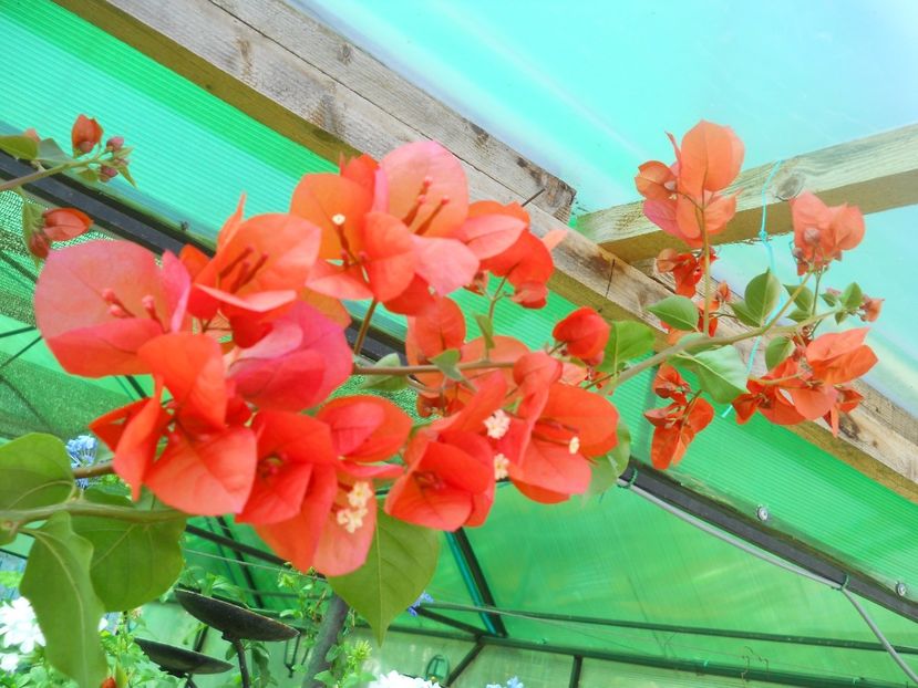  - A64 Bougainvillea