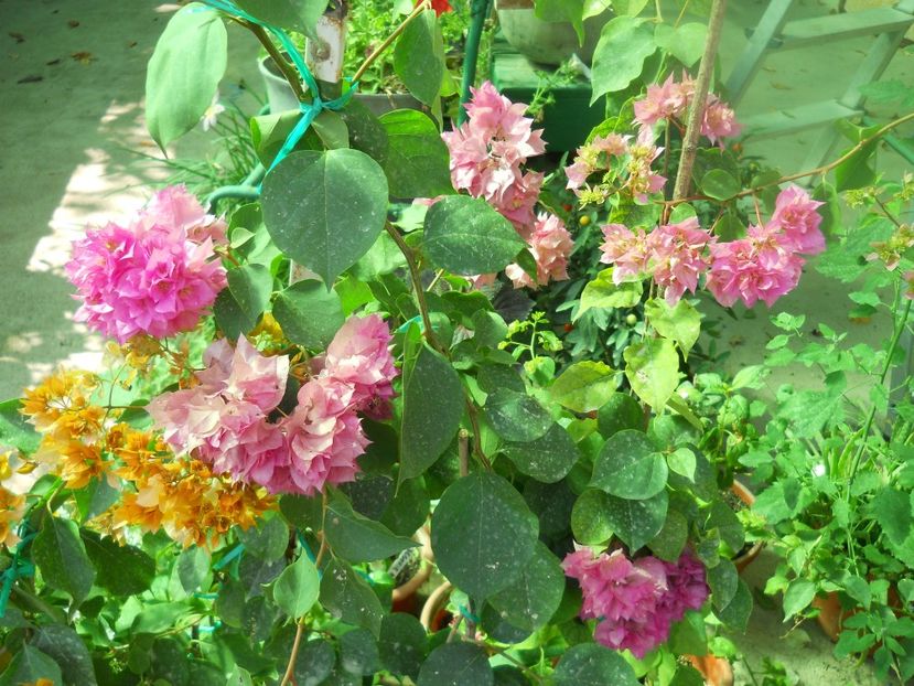  - A64 Bougainvillea