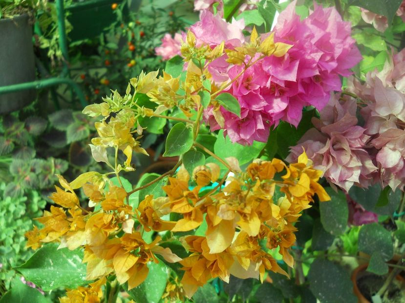  - A64 Bougainvillea