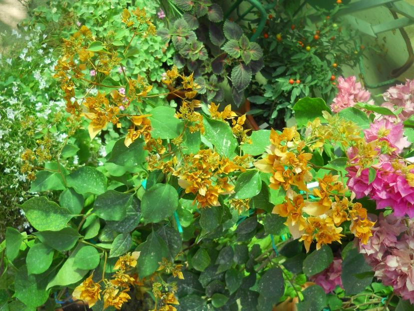  - A64 Bougainvillea