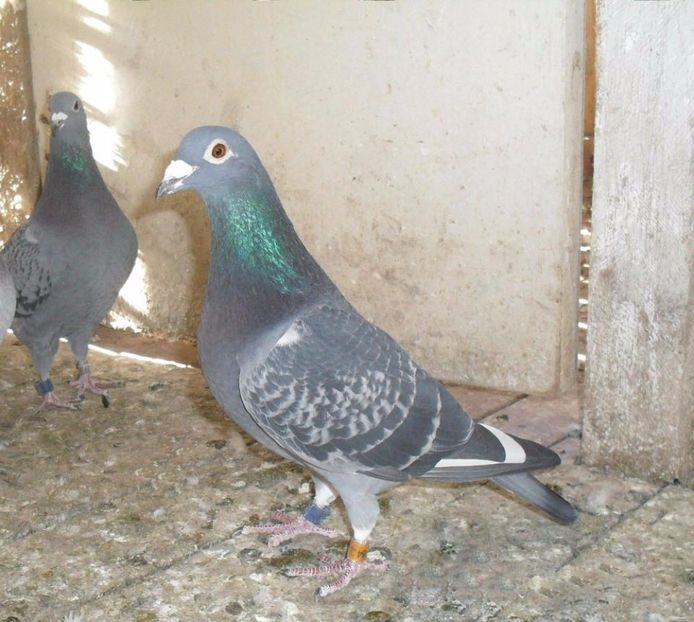 Extrem Barcelona - 0509784-14 Extrem Barcelona