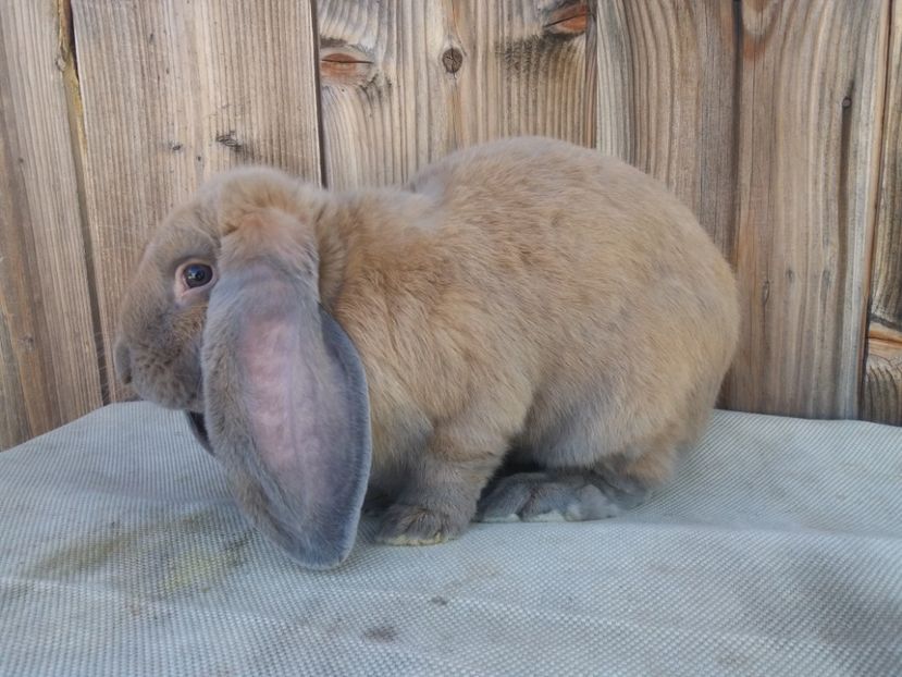  - DE VANZARE MASCUL IZABELL