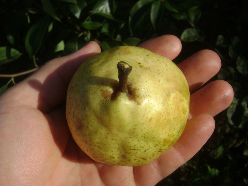 Para Untoasa de Geoagiu 2017 1 - Para Untoasa de Geoagiu