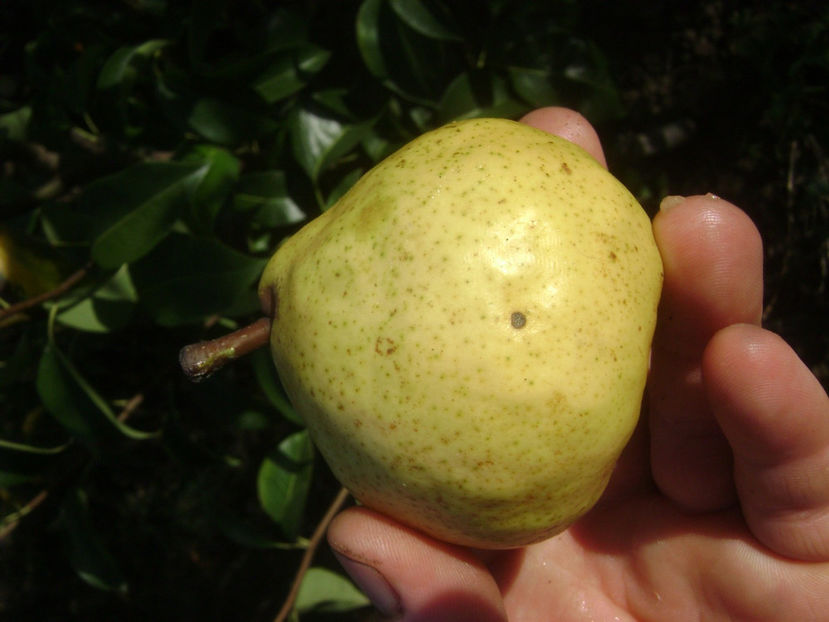 Para Untoasa de Geoagiu 2017 2 - Para Untoasa de Geoagiu