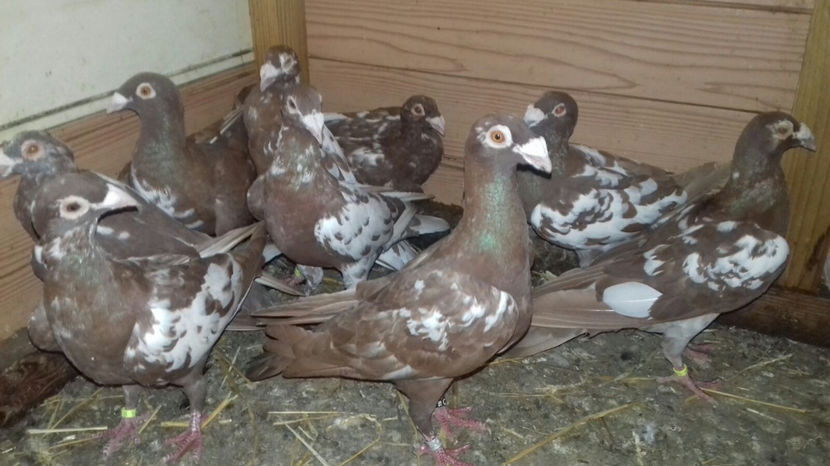 Image 2017-09-14 at 16.47.53 - C1 - Voiajori de frumusete 2017