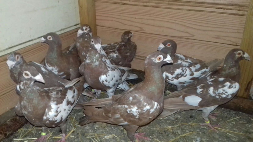 Image 2017-09-14 at 16.48.15 - C1 - Voiajori de frumusete 2017