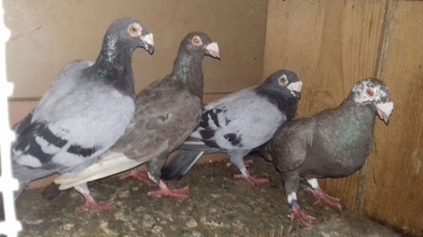 Image 2017-09-14 at 16.50.04 - Voiajori de frumusete - de vanzare 2017