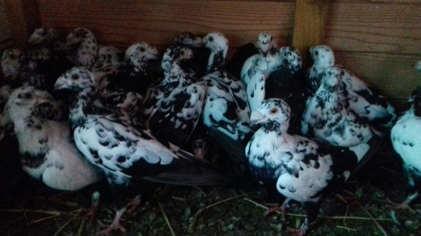 Image 2017-09-14 at 16.50.58 - C1 - Voiajori de frumusete 2017