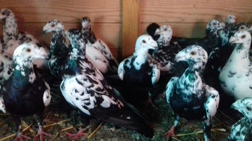 Image 2017-09-14 at 16.52.44 - C1 - Voiajori de frumusete 2017