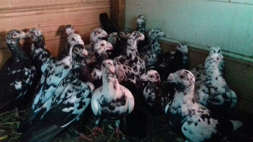 Image 2017-09-14 at 16.54.01 - C1 - Voiajori de frumusete 2017