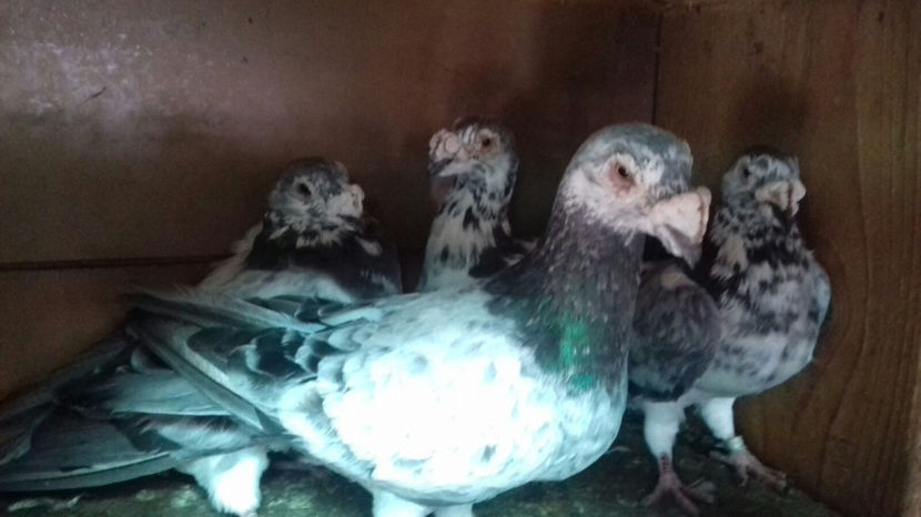 Image 2017-09-14 at 16.54.31 - Voiajori de frumusete - de vanzare 2017