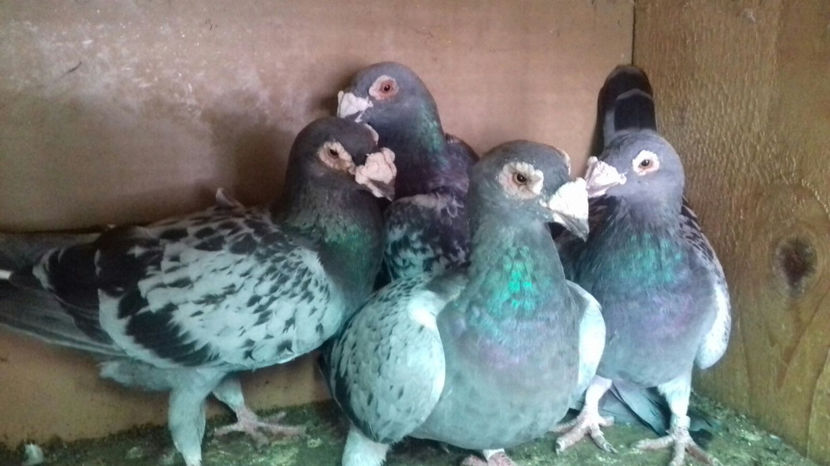 Image 2017-09-14 at 16.55.06 - Voiajori de frumusete - de vanzare 2017