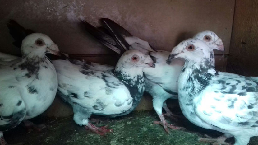 Image 2017-09-14 at 16.55.31 - Voiajori de frumusete - de vanzare 2017