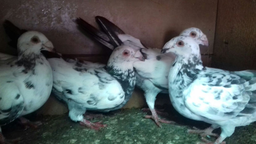 Image 2017-09-14 at 16.55.53 - Voiajori de frumusete - de vanzare 2017