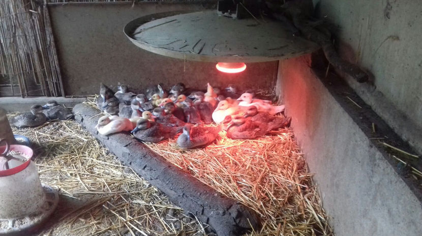 Image 2017-09-14 at 17.06.02 - Tineret - bobocei 2017